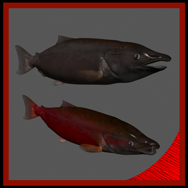 3d king salmon freshwater fish - King Salmon freshwater fish by gauthier12